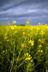 Beautiful raps field and a stormy dark sky. Agriculture. Skane, Sweden 2025