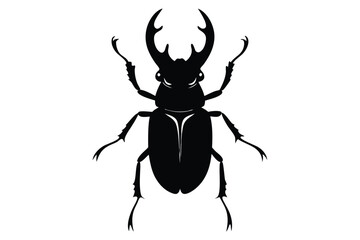 stag beetle isolated on white background