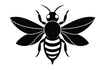 vector illustration of a black beetle