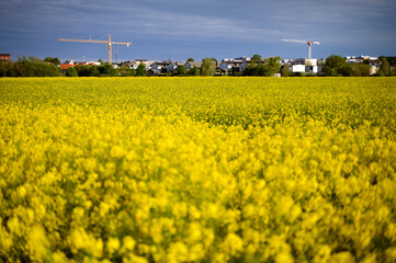 City and agriculture. Raps field and urban town or city. Copy space. Sweden 2025