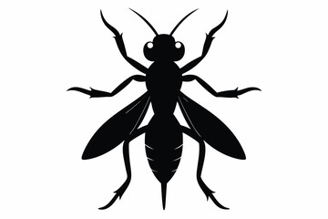 vector illustration of a spider