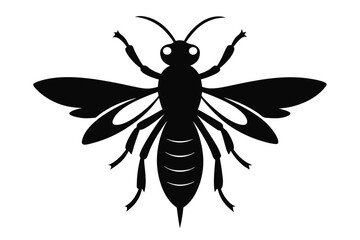 black and white beetle