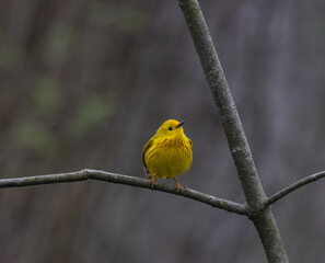 Yellow Warbler male perching on a bare branch in springtime in a dark forest in Pelee National Park Ontario