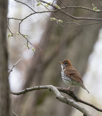 Closeup Wood Thrush perching and singing  in a woodland in springtime after  migration to Pelee...