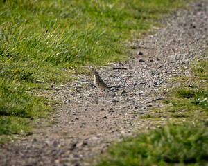 Graceful Water Pipit. HA water pipit (Anthus spinoletta) perches near the water’s edge, its soft brown and grey plumage blending with the natural surroundings. With a watchful gaze and delicate