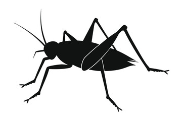 grasshopper isolated on white background