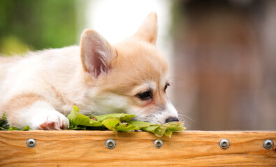 sad pembroke welsh corgi puppy lying on green background on sunny day