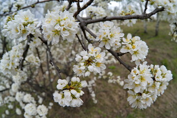 Russia, the South of Western Siberia. A lonely plum tree in white spring bloom on a warm May day.