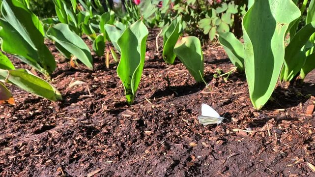Cabbage white butterfly drinks moisture on wet ground near green tulip leaves
