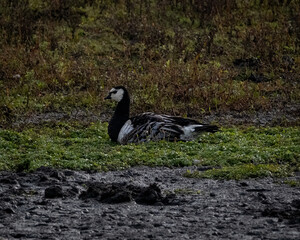 Striking Barnacle Goose by the Water. High quality photoA barnacle goose (Branta leucopsis) stands near the water, its bold black-and-white plumage contrasting against the natural landscape. With an