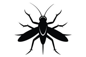 black and white beetle