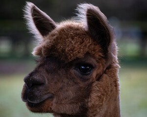 A fluffy alpaca stands in a sunlit field, its soft woolly coat and gentle eyes exuding charm. With...