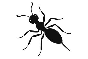 black ant isolated on white background