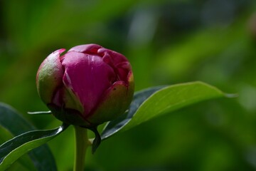 Close-up of a dark burgundy peony bud. Floriculture.