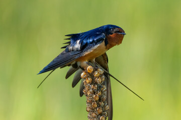 Beautiful Barn Swallow Dancing (spreading wing) in the spring