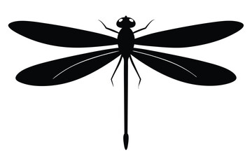 dragonfly isolated on white