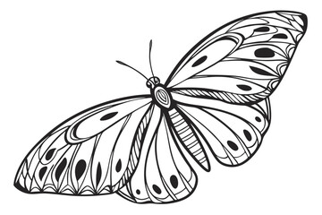 butterfly on white background