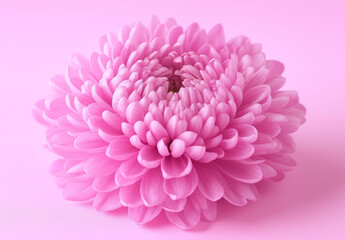 beautiful white chrysanthemum flower close-up on a white background