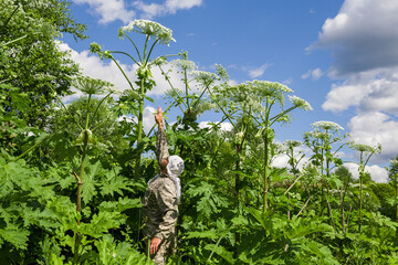 A European man stands in a thicket of tall cow parsnip.