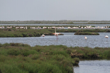 Flock of Flamingos