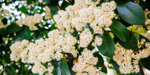 Photinia is a genus of about 30 species of small trees and large shrubs. Madrid, Spain, Europe