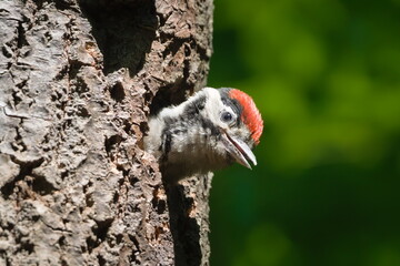 Dendrocopos major aka Great Spotted Woodpecker baby is calling his mum from the nest hollow to bring more food. Springtime in nature of Czech republic.
