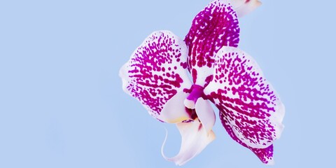 Orchid. Phalaenopsis is a genus of about seventy species of plants in the family Orchidaceae.