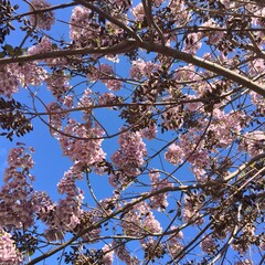 Paulownia tree in spring