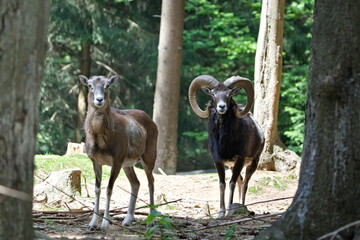 Ovis aries musimon aka The European mouflon couple in the forest. Nature of Czech republic.