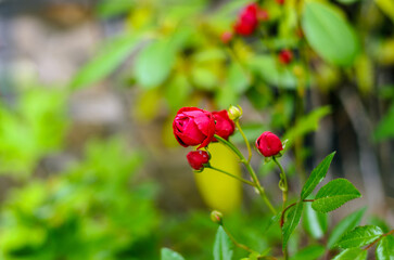 Blooming red roses surrounded by green foliage in a serene garden setting