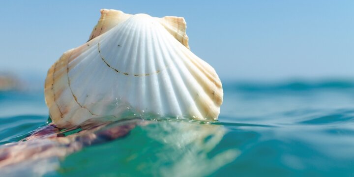 Hand holding the shell of a scallop in the sea. Torremolinos, M&aacute;laga, Costa de Sol, Andalucia, Spain, Europe