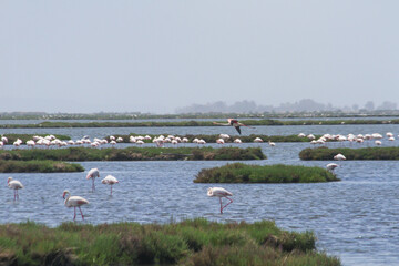 Flock of Flamingos