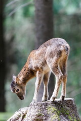 Ovis aries musimon aka The European mouflon funny baby on the trunk in the forest. Nature of Czech republic.