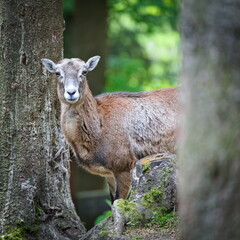 Ovis aries musimon aka The European mouflon female in the forest. Nature of Czech republic.