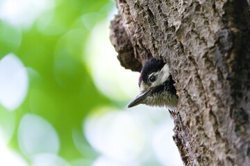 Dendrocopos major aka Great Spotted Woodpecker baby is calling his mum from the nest hollow to bring more food. Springtime in nature of Czech republic.