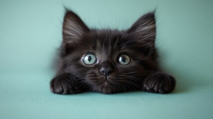 Adorable Black Kitten with Striking Green Eyes