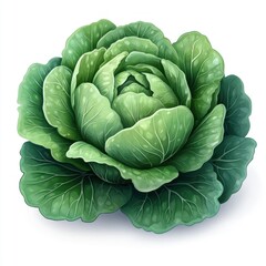 Vibrant Green Cabbage: A Detailed Botanical Illustration