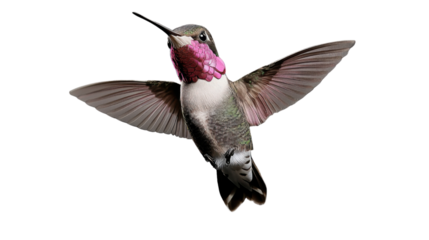 Anna's hummingbird flying with transparent background