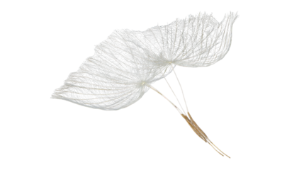 Two dandelion seeds flying away on transparent background