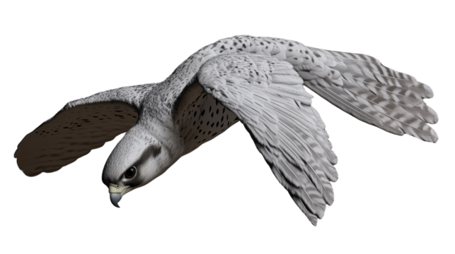 Falcon flying with transparent background