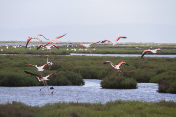 Flock of Flamingos