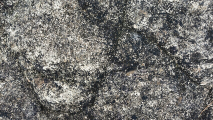An aged rock's surface with detailed textures and weathered appearance. Perfect for use in geological studies, texture designs, and creative projects that require natural patterns.