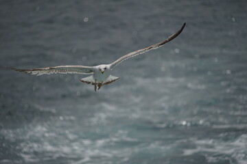 Bosporus seagull