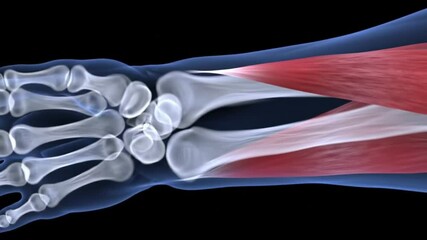 Human Hand Anatomy: Bones and Muscles