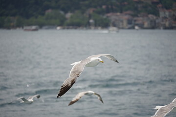 Bosporus seagull