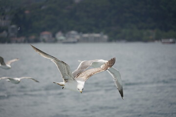 Bosporus seagull
