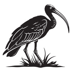 Striking Black and White Ibis Illustration A Detailed Silhouette of a Graceful Bird Standing Tall silhouette