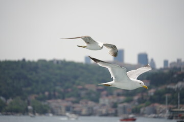 Bosporus seagull