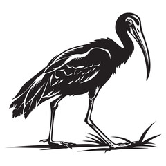 Striking Black and White Ibis Illustration A Detailed Silhouette of a Graceful Bird Standing Tall silhouette