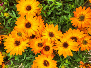 Bright yellow osteospermum flowers for florist and summer background and design